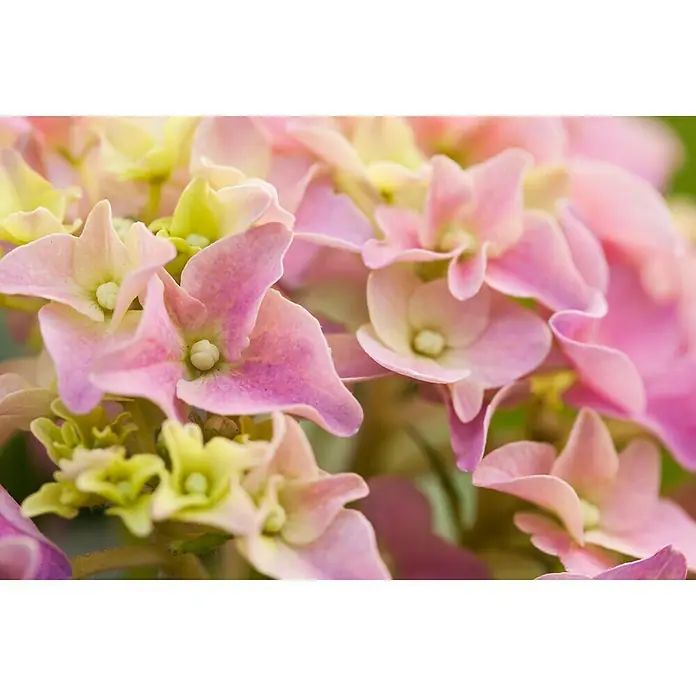 Piardino Bauernhortensie - Hydrangea macrophylla, Topfgröße: 10 cm, Rosa - Detailaufnahme
