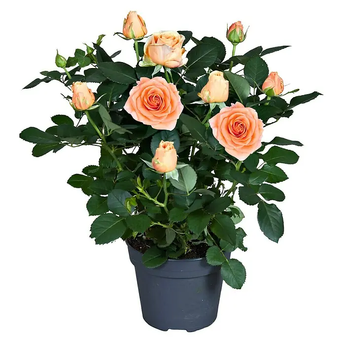 Piardino Topfrose Patio Hit - Rosa Hybride, Topfgröße: 13 cm, Blütenfarbe: Orange - Vorderansicht