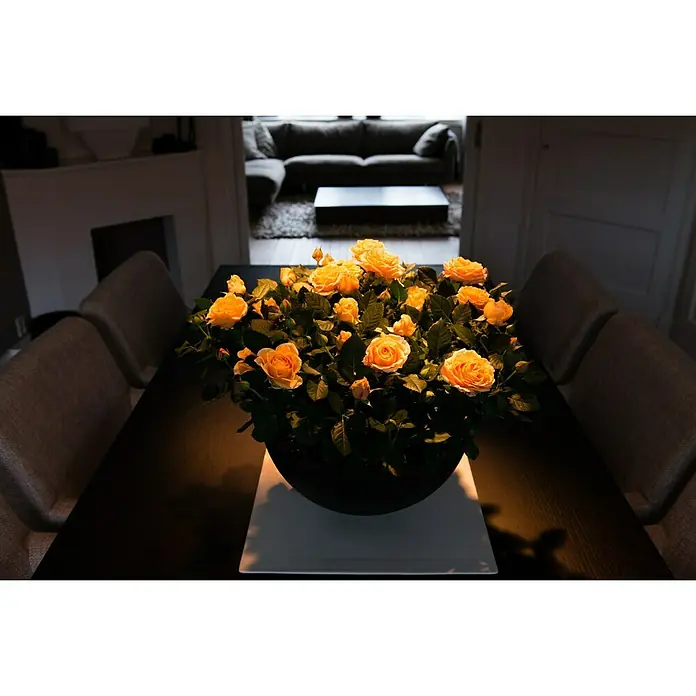 Piardino Topfrose Patio Hit - Rosa Hybride, Topfgröße: 13 cm, Blütenfarbe: Orange - Stimmungsaufnahme