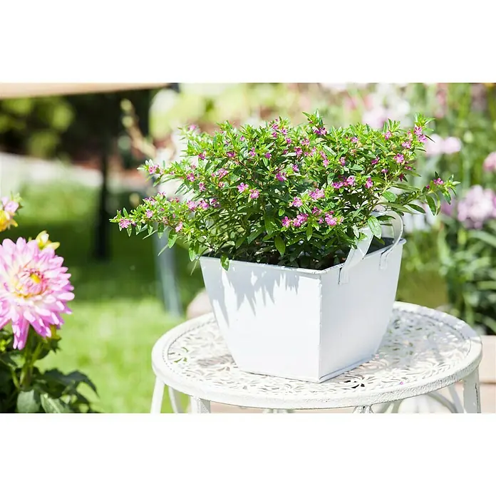 Piardino Köcherblume - Cuphea hyssopifolia, Topfgröße: 10 cm, Rosa - Stimmungsaufnahme