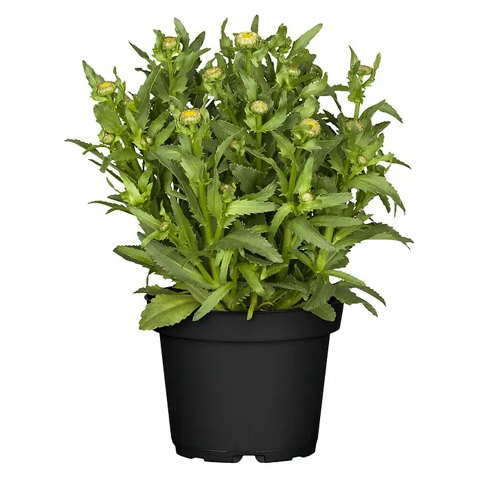 Piardino Großblumige Garten-Margerite - Leucanthemum x superbum, Topfgröße: 13 cm, Weiß - Vorderansicht