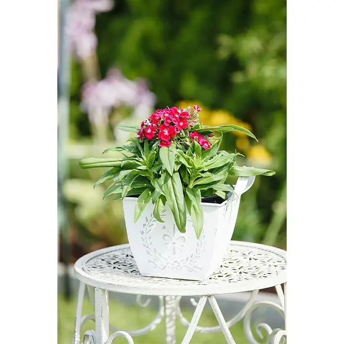 Piardino Garten-Bart-Nelke - Dianthus barbatus, Topfgröße: 13 cm - Stimmungsaufnahme