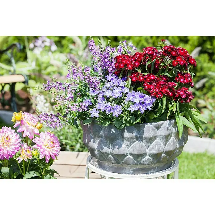 Piardino Garten-Bart-Nelke - Dianthus barbatus, Topfgröße: 13 cm - Stimmungsaufnahme