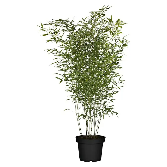 Piardino Bambus - Phyllostachys in Sorten, Topfgröße: 10 l - Vorderansicht