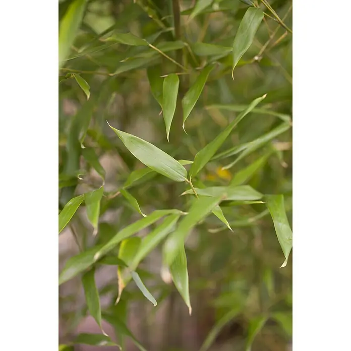 Piardino Bambus - Phyllostachys in Sorten, Topfgröße: 10 l - Detailaufnahme
