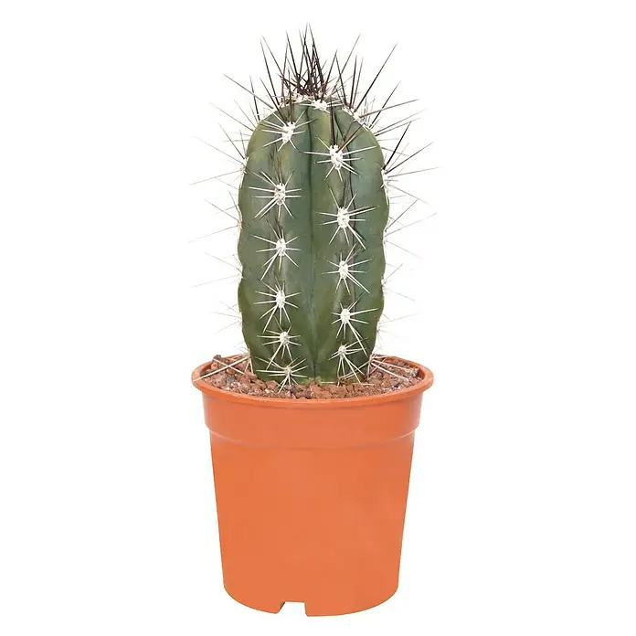 Piardino Cactus - Cactaceae 'Mexico Mann', Tamaño de maceta: 7 cm - Vista frontal