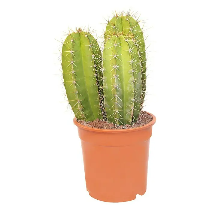 Piardino Kaktus in Sorten - Cactaceae, Topfgröße: 17 cm - Vorderansicht