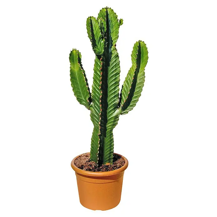 Piardino Kaktus - Euphorbia ingens, Topfgröße: 24 cm - Vorderansicht