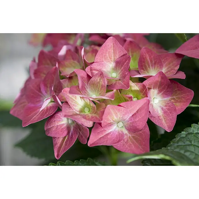 Piardino Bauernhortensie - Hydrangea macrophylla, Blütenfarbe: Rot - Detailaufnahme