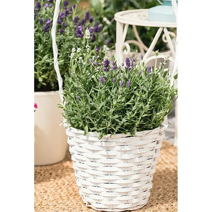 Piardino Lavendel - Lavendula angustifolium, Topfvolumen: 3 l, Blau/Lila - Stimmungsaufnahme