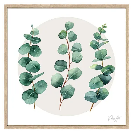 ProArt  Bild Eukalyptus