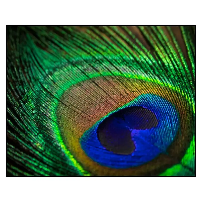 Cuadro Turkey feathers - An x Al: 50 x 40 cm