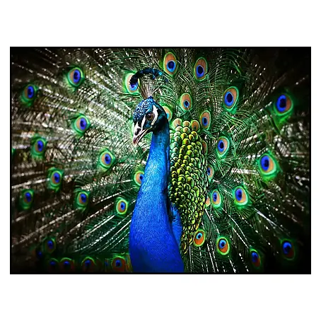 Cuadro de vidrio Peacock