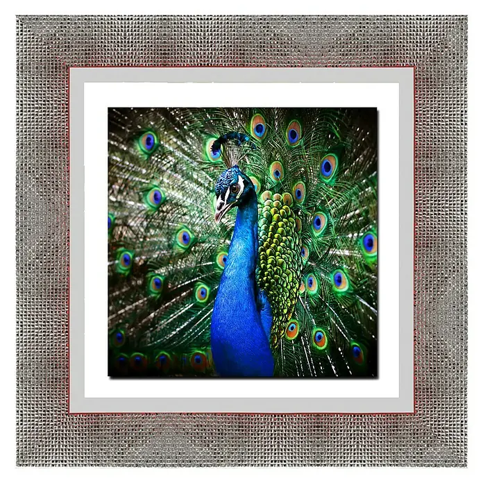 Cuadro - Pavo, An x Al: 67 x 67 cm