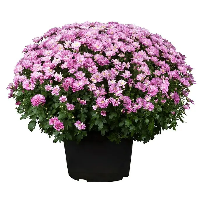 Piardino Herbst-Chrysantheme - Chrysanthemum indicum Hybride, Topfgröße: 19 cm, Sortenabhängig