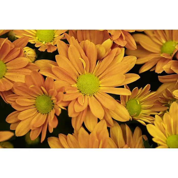 Piardino Herbst-Chrysantheme - Chrysanthemum indicum Hybride, Topfgröße: 19 cm, Sortenabhängig