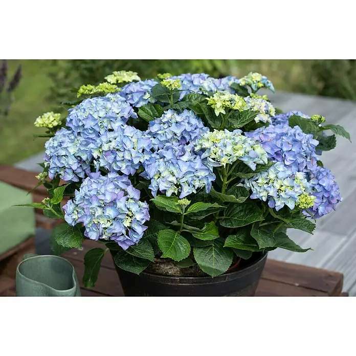 Piardino Bauernhortensie - Hydrangea macrophylla, Blau - Stimmungsaufnahme