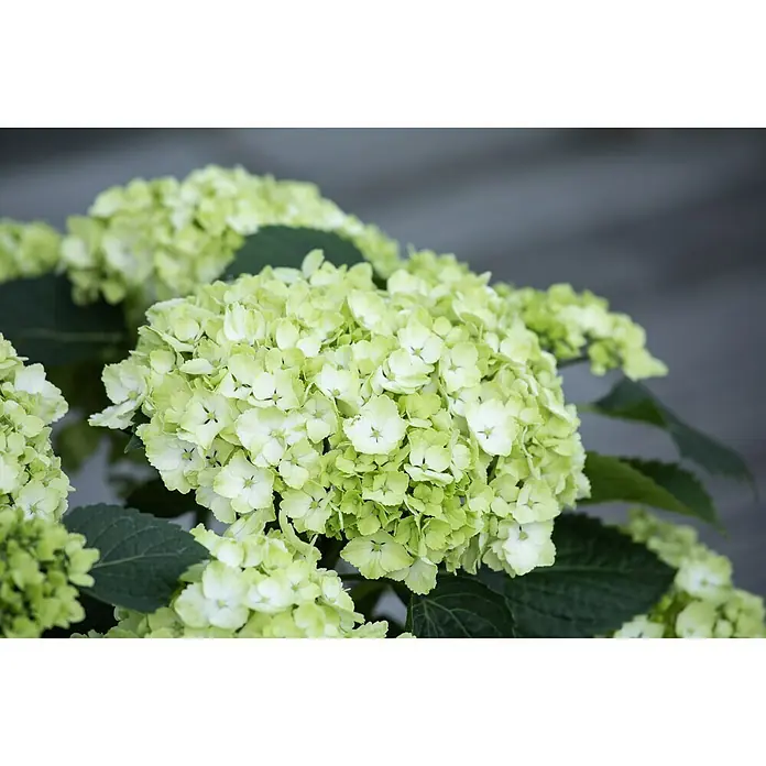 Piardino Bauernhortensie - Hydrangea macrophylla, Weiß - Detailaufnahme