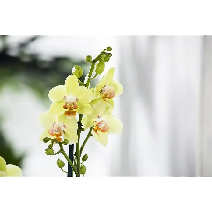 Piardino Schmetterlingsorchidee - Phalaenopsis multiflora, Topfgröße: 12 cm, Gelb, Anzahl Triebe: 2 Stk. - 3 Stk. - Detailaufnahme