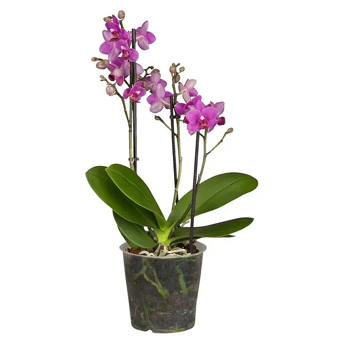Piardino Schmetterlingsorchidee - Phalaenopsis multiflora, Topfgröße: 12 cm, Magenta, Anzahl Triebe: 2 Stk. - 3 Stk. - Vorderansicht