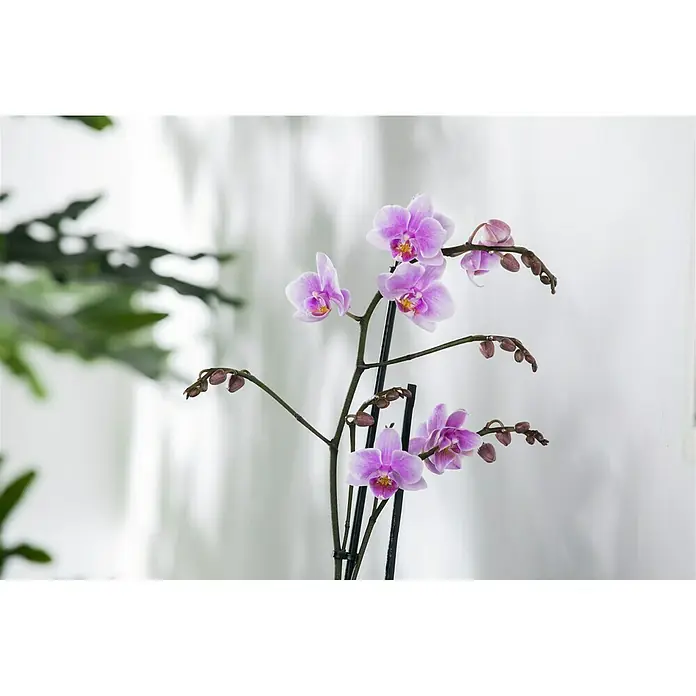 Piardino Schmetterlingsorchidee - Phalaenopsis multiflora, Topfgröße: 12 cm, Magenta, Anzahl Triebe: 2 Stk. - 3 Stk. - Detailaufnahme