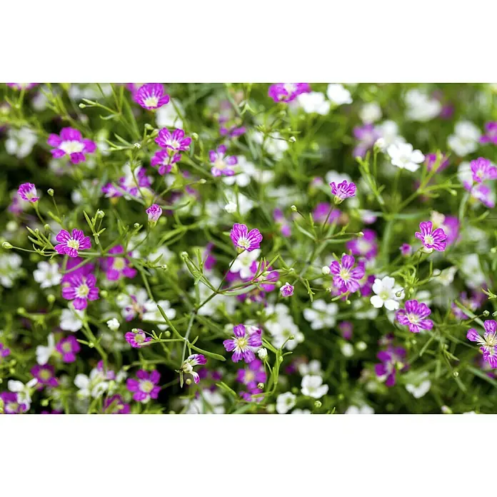 Piardino Mauer-Schleierkraut Twins - Gypsophila muralis, Rosa/Weiß - Detailaufnahme