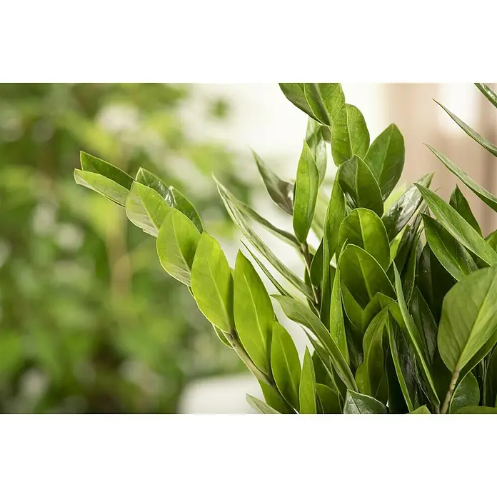 Piardino Glücksfeder - Zamioculcas zamiifolia, Topfgröße: 17 cm - Detailaufnahme