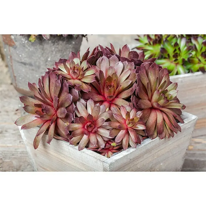 Piardino Hauswurz - Sempervivum, Topfgröße: 14 cm, Grün - Stimmungsaufnahme