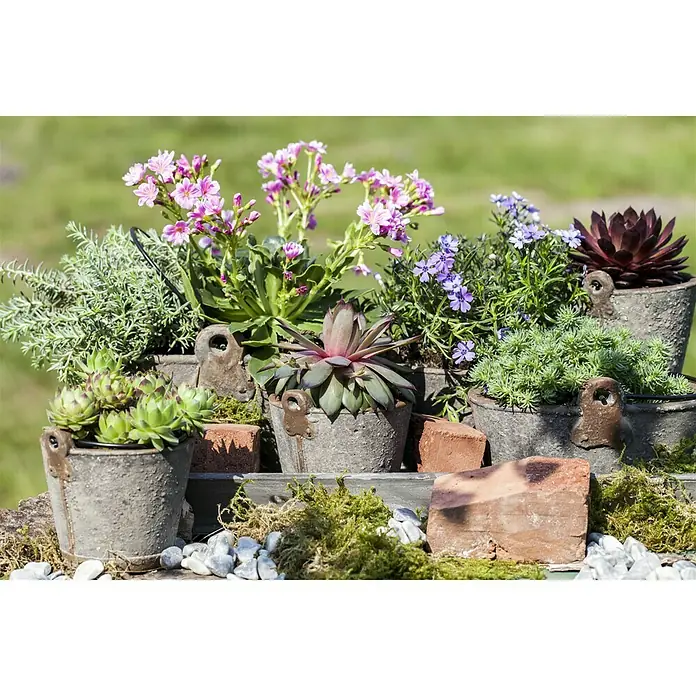 Piardino Hauswurz - Sempervivum, Topfgröße: 14 cm, Grün - Stimmungsaufnahme