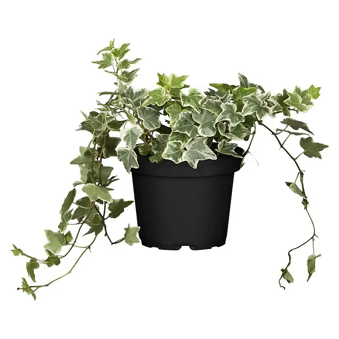 Piardino Efeu - Hedera helix, Topfgröße: 13 cm, Grün/Weiß - Vorderansicht