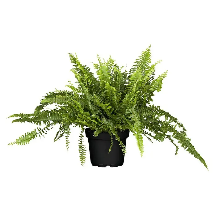 Piardino Helecho rizado - Nephrolepis exaltata Green Lady, Tamaño de maceta: 17 cm, Verde medio - Vista frontal