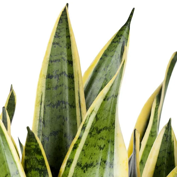 Piardino Bogenhanf - Sansevieria trifasciata, Topfgröße: 12 cm, Blattfarbe: Gelb/Grün - Detailaufnahme