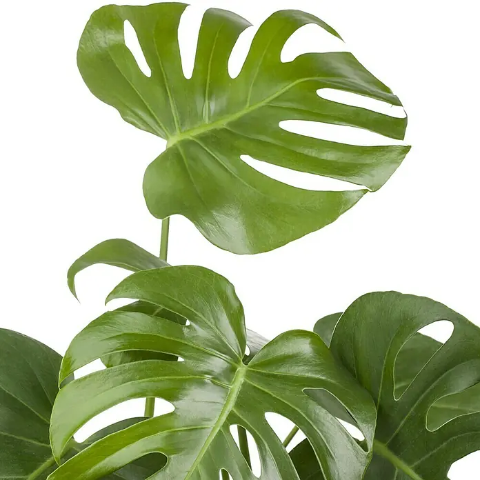 Piardino Fensterblatt - Monstera deliciosa, Topfgröße: 24 cm