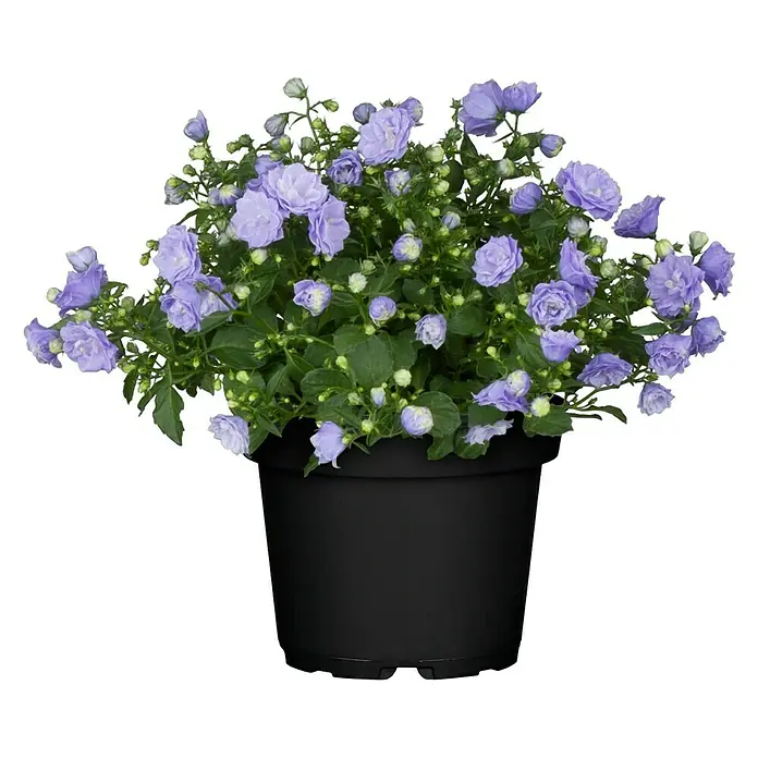 Piardino Glockenblume - Campanula haylodgensis Blue Wonder, Topfgröße: 11 cm, Blau - Vorderansicht