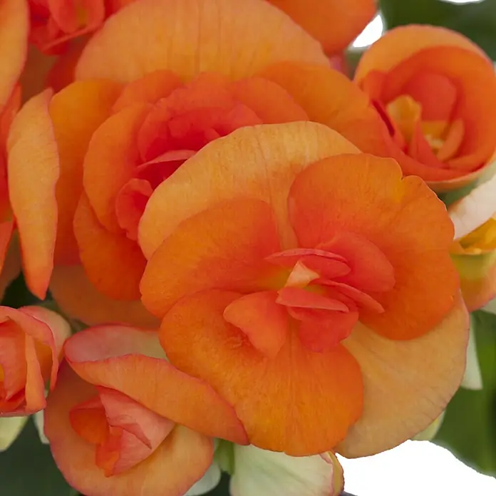 Piardino Begonie - Begonia elatior, Topfgröße: 14 cm, Orange - Detailaufnahme