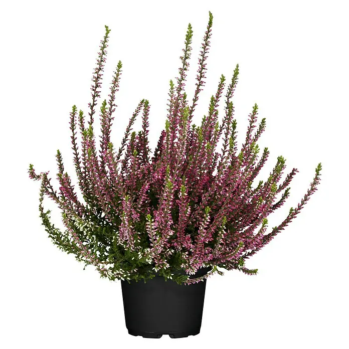 Besenheide - Calluna vulgaris, Topfgröße: 10 cm, In Sorten gemischt - Vorderansicht