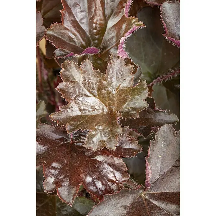 Piardino Pflanzen-Mix Herbstschönheiten - Topfgröße: 9 cm, Gemischt - Detailaufnahme