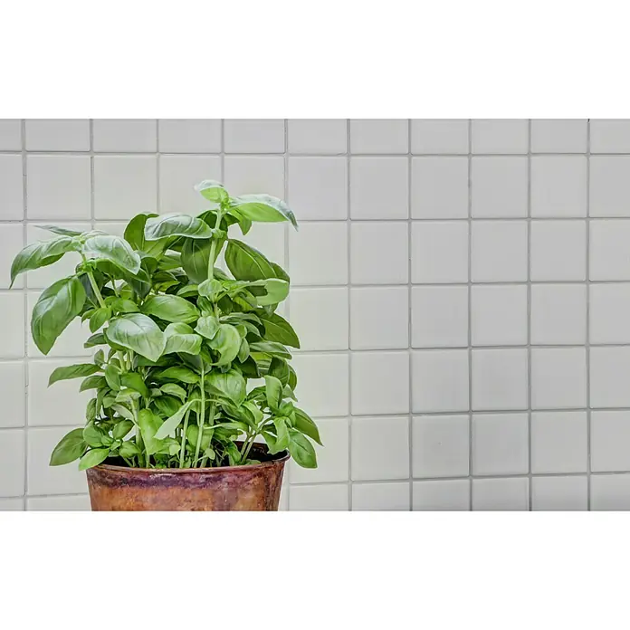 Mosaikfliese Quadrat Uni CD 111 - 29,8 x 29,8 cm, Weiß, Matt - Detailaufnahme