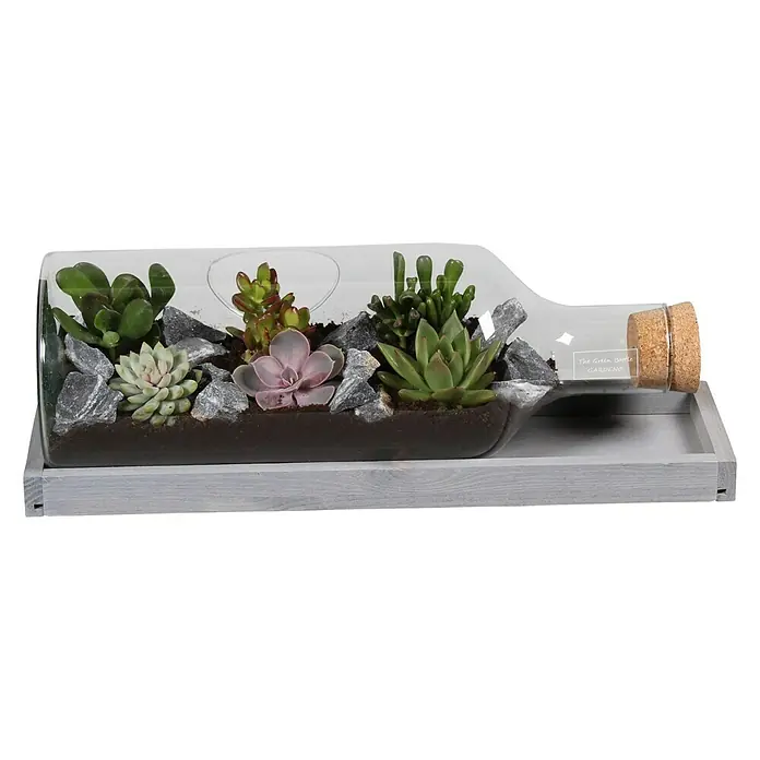 Piardino Bepflanztes Glas mit Kakteen - 48 cm - Vorderansicht