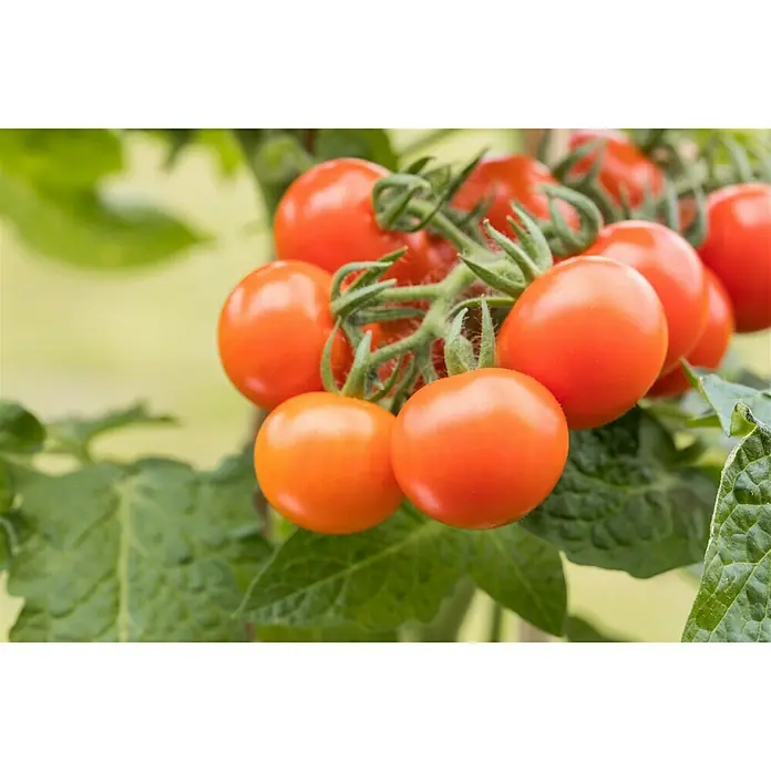 Piardino Tomate - Solanum lycopersicum, 15 cm, Erntezeit: Juli - Oktober - Detailaufnahme