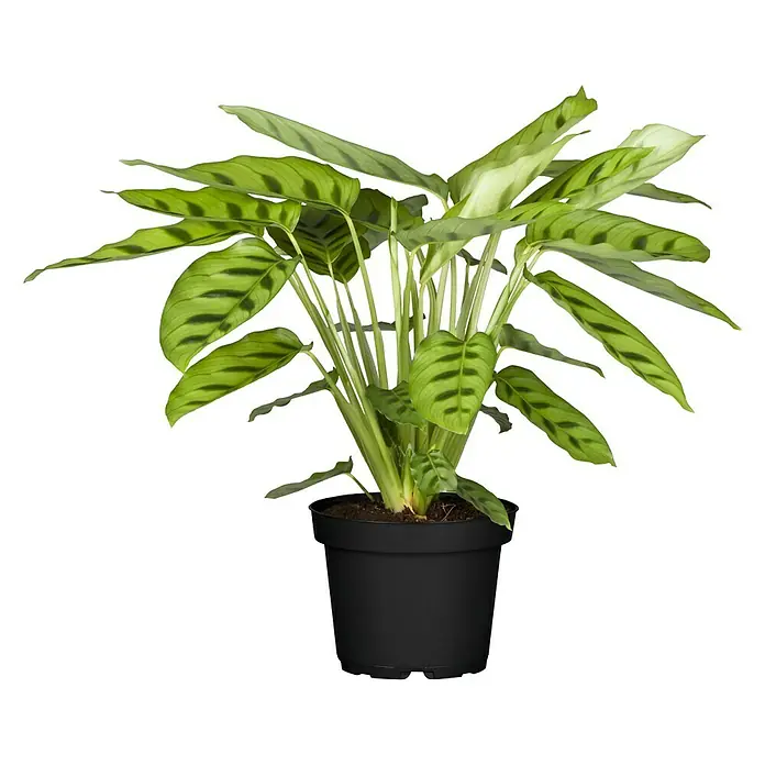 Piardino Korbmarante - Calathea musaica Hybride, Topfgröße: 12 cm