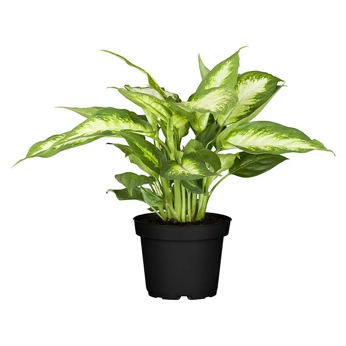 Piardino Dieffenbachie - Dieffenbachia maculata, Topfgröße: 12 cm, Bunt