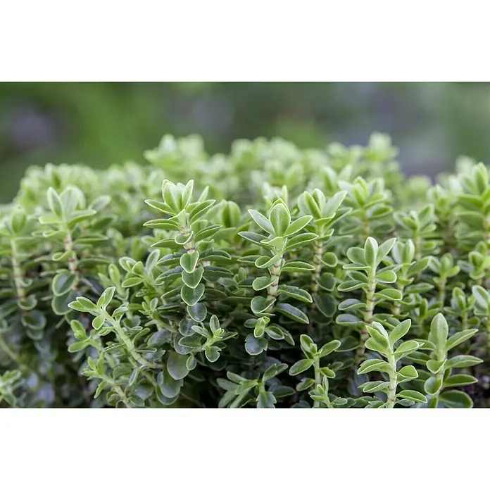Piardino Strauchveronika - Hebe 'Green Globe', Topfgröße: 12 cm, Blau/Violett - Detailaufnahme
