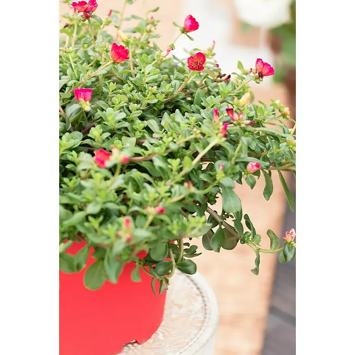 Piardino Portulak - Portulaca, 13 cm - Stimmungsaufnahme