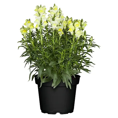 Antirrhinum majus