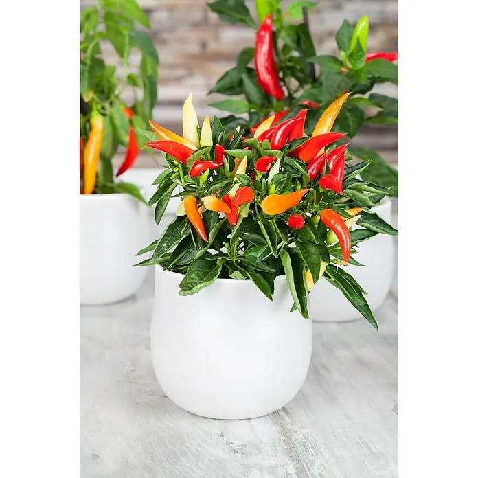 Blu Bio Paprika Naschzipfel - Capsicum anuum, 12 cm