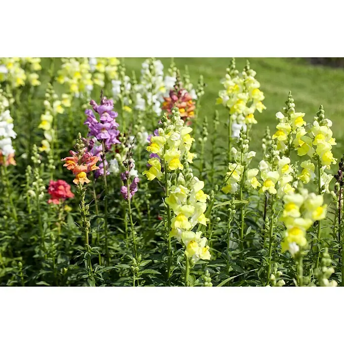 Piardino Antirrhinum majus - Antirrhinum majus, En función de la variedad - Primer plano