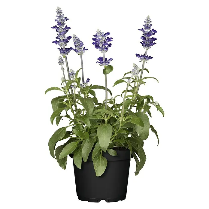 Piardino Mehliger Salbei - Salvia farinacea, Topfgröße: 12 cm, Blau, Violett - Vorderansicht