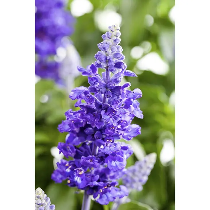 Piardino Mehliger Salbei - Salvia farinacea, Topfgröße: 12 cm, Blau, Violett