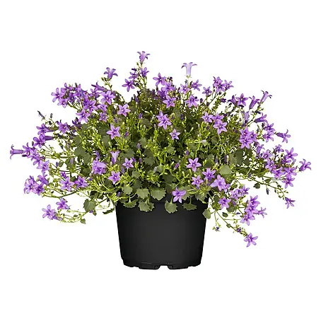 Piardino  Polsterglockenblume
